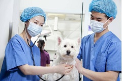 畜牧兽医(动物医学)